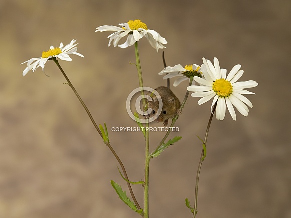 Harvest mouse on daisies