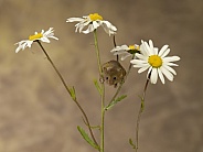 Harvest mouse on daisies