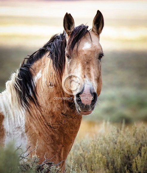 Wild Horse