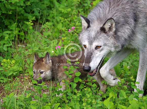 Tundra Wolf pup and adult