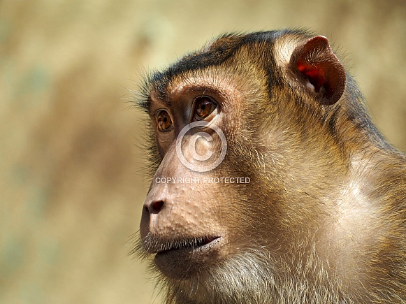 Pig-tailed macaque (Macaca nemestrina)