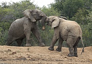 African Elephant, Kruger National Park SA (Wild)