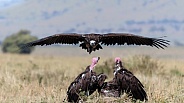 Lappet-faced Vultures