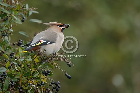 The Bohemian waxwing (Bombycilla garrulus) The Bohemian waxwing (Bombycilla garrulus)