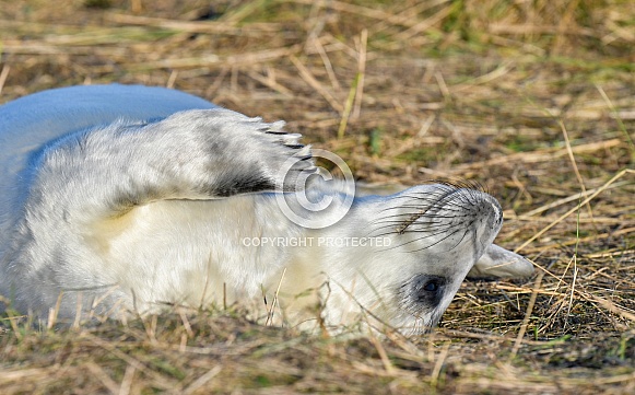 Grey Seal Pup Grey Seal Pup