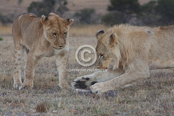 lion