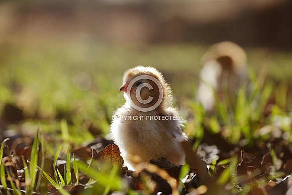 Chick in grass during spring