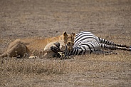 Wild lioness with zebra kill