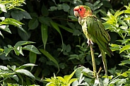 Mitred Conure Perched On Twig