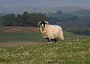 Scottish Black faced Sheep