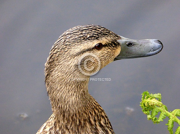 Female Mallard Female Mallard