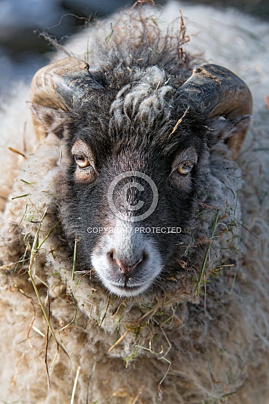 Ram