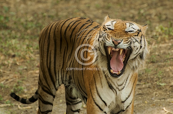 Royal Bengal Tiger