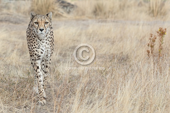 Cheetah