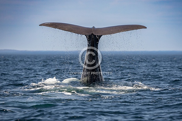 Humpback Tail Humpback Tail