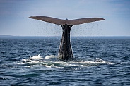 Humpback Tail