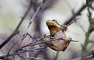 Tree frog hanging on a twig