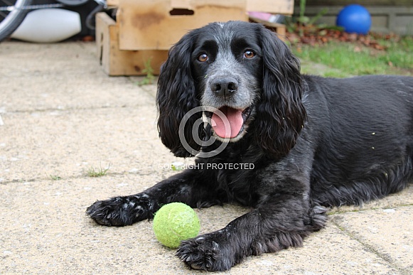 My cocker spaniel, Blue