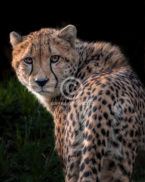Cheetah