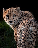 Cheetah