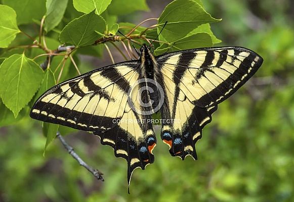 Western Tiger Swallowtail Western Tiger Swallowtail
