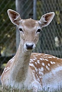 Fallow Deer