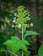Oakleaf hydrangea (Hydrangea quercifolia) showing perfect leaf form and flower stalk with buds and white blooms