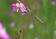 Willow Emerald Damselfly