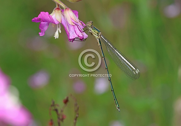 Willow Emerald Damselfly