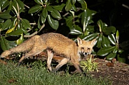 Red Fox