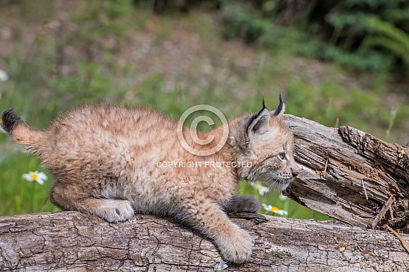Siberian Lynx Kitten Siberian Lynx Kitten