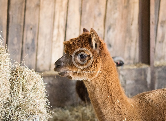 Huacaya Alpaca Huacaya Alpaca