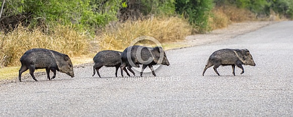 Collared Peccary