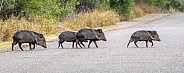 Collared Peccary