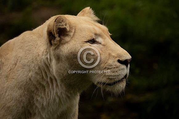 African White Lion African White Lion
