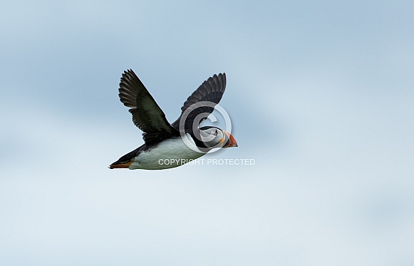 Puffin the birds from the arctic.