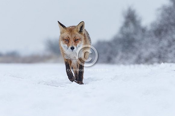 Red foxes Red foxes