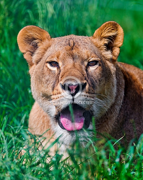 Lioness