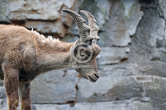 Alpine Ibex (Capra Ibex) Alpine Ibex (Capra Ibex)