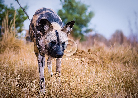 African Wild Dog