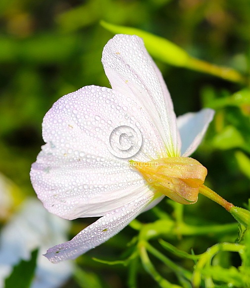 Pink Primrose with morning dew Pink Primrose with morning dew