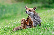 A male Fox