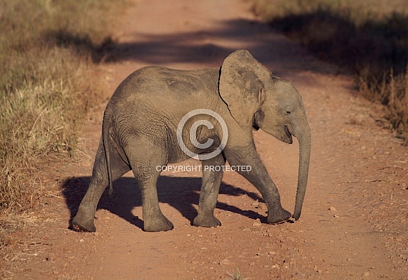 African Elephant Calf