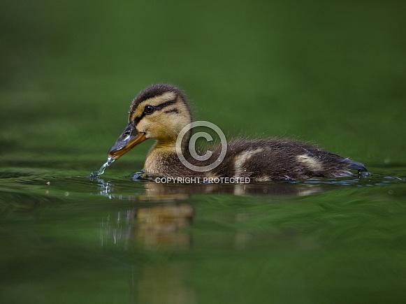 Mallard Duckling