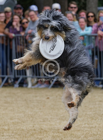 Border Collie or Australian Shepherd