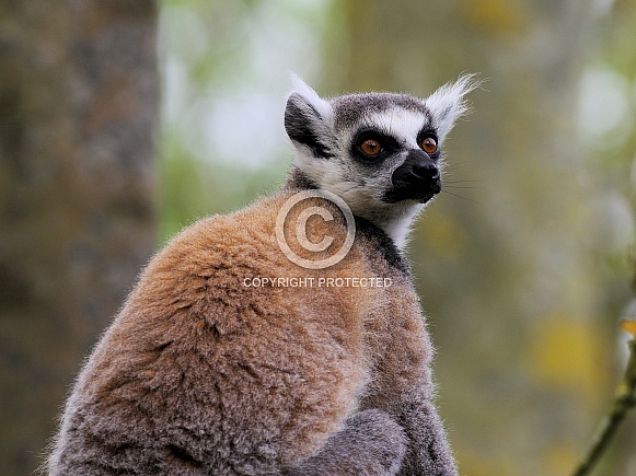 Ring-tailed lemur Ring-tailed lemur