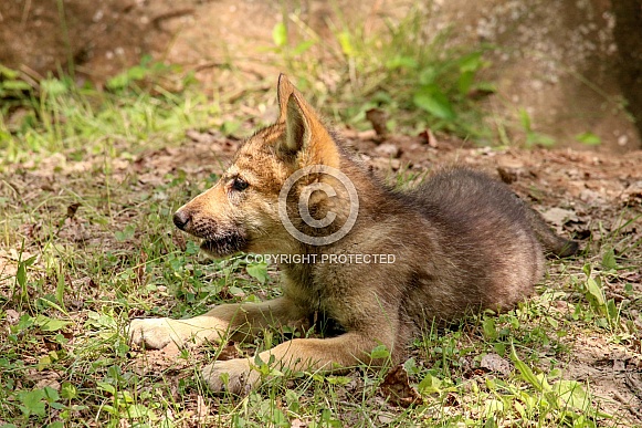 Wolf and Wolf Pups Wolf and Wolf Pups