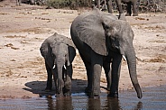 African Elephant and baby