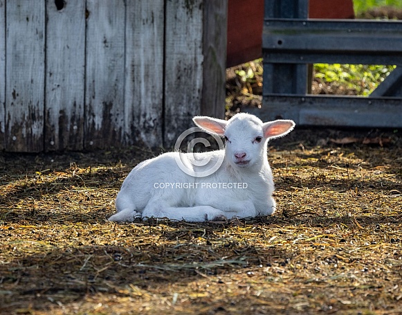 Baby sheep Lambs