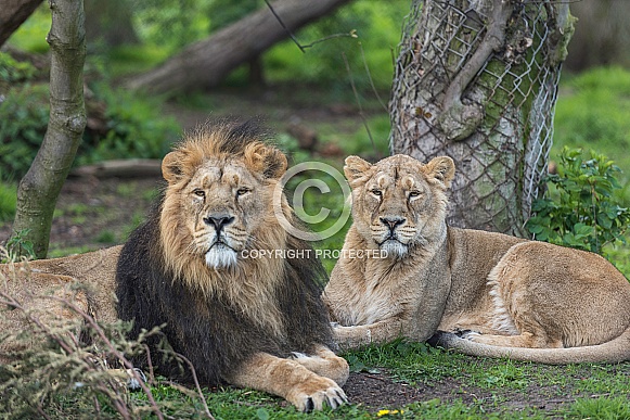 Lion